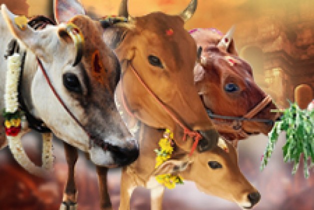 Spiritual Significance of Cows